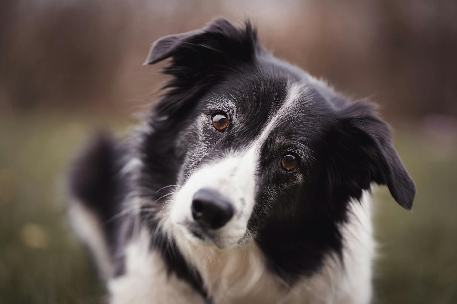 Bulldog a kamerák előtt: Hogyan készíts profi fotókat a kutyádról, amikkel tarolhatsz a közösségi médiában?
