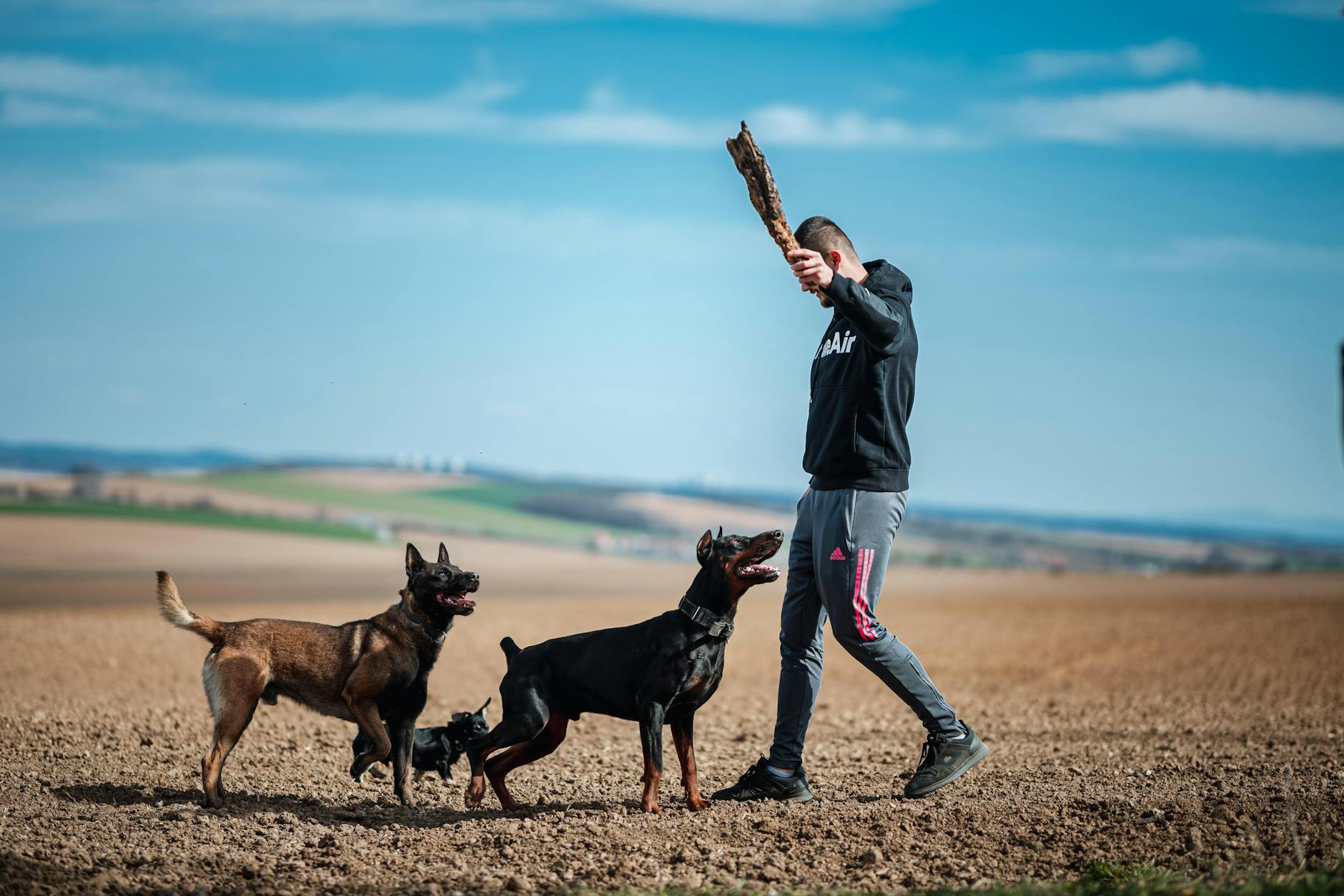 Bulldog a kutyaiskolában: Tényleg képtelenek tanulni, vagy csak makacsok? Így tanítsd meg az engedelmességre a büszke fajtákat!