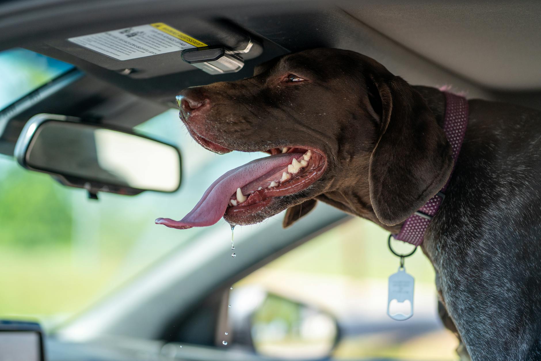 Bulldog a volán mögött: Így válassz kutyabiztos autósülést és biztonsági övet, hogy ne csak kényelmes, de törésteszt-kompatibilis is legyen az utazás