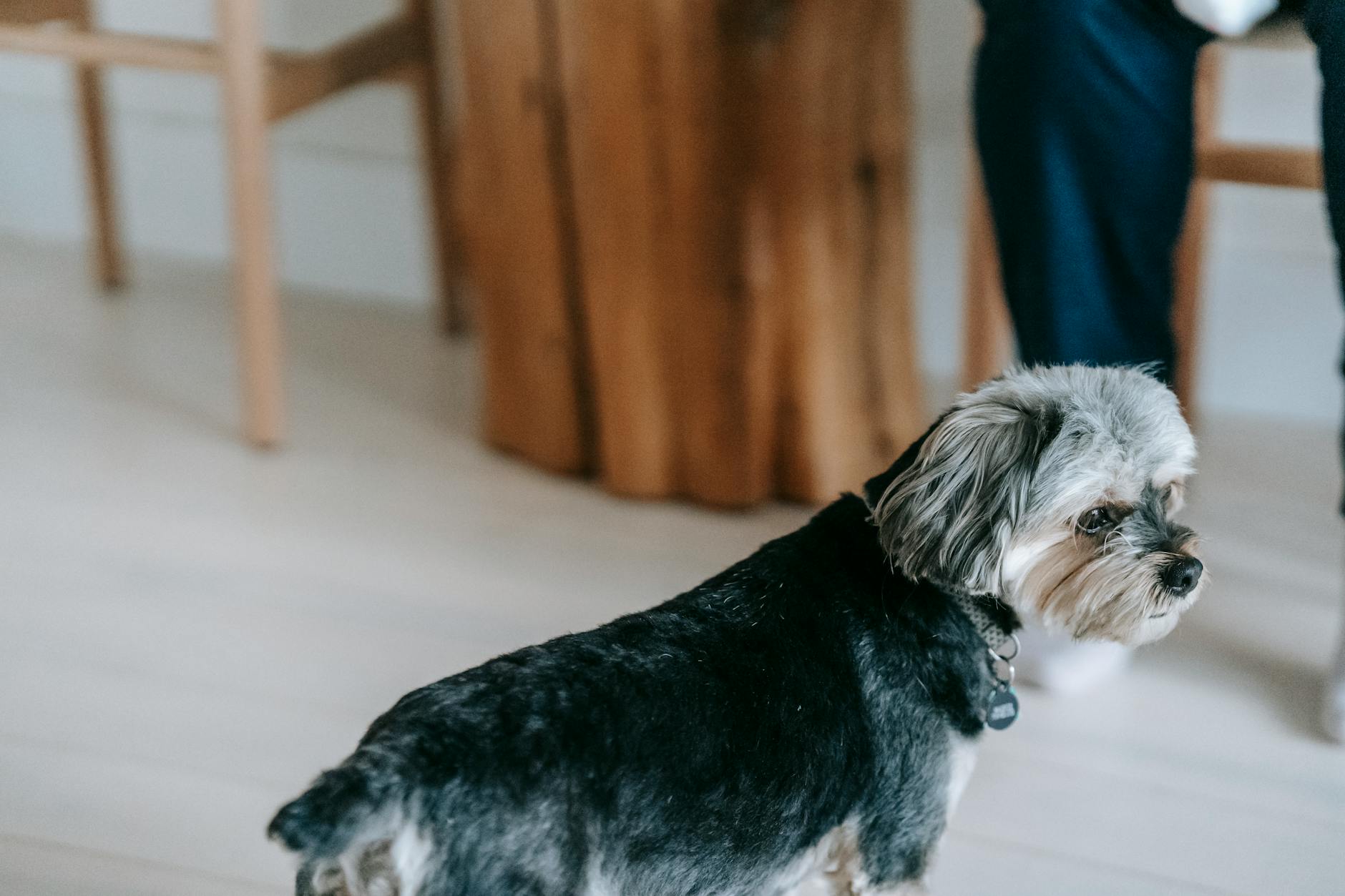 Bulldog-barát lakberendezés: Így válaszd ki a tökéletes fekhelyet és bútorokat, hogy kíméld kedvenced gerincét és ízületeit