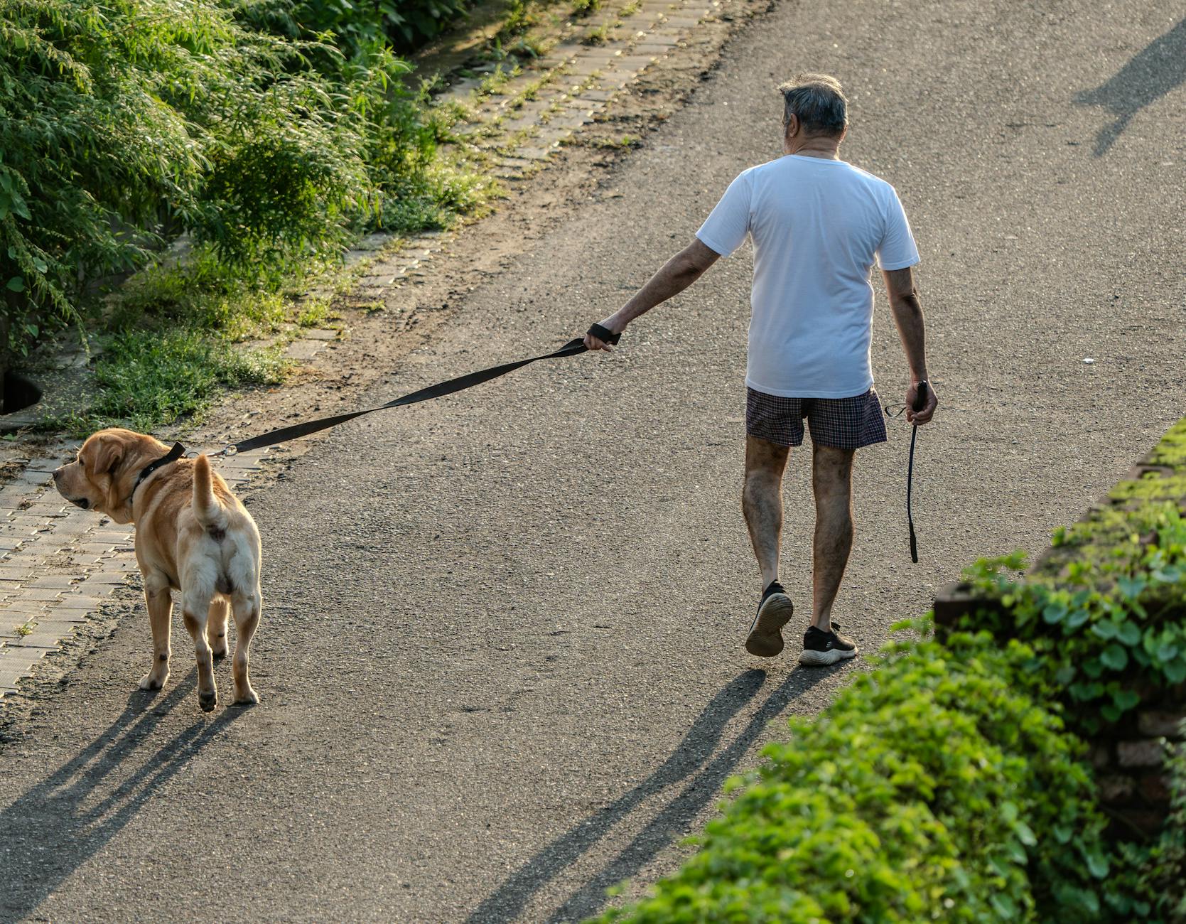 Bulldog fajtaismertető: Honnan tudhatod, hogy valódi angol vagy francia bulldogot vásárolsz, és miért kerüld a „törpe” vagy „exkluzív” színű hirdetéseket?