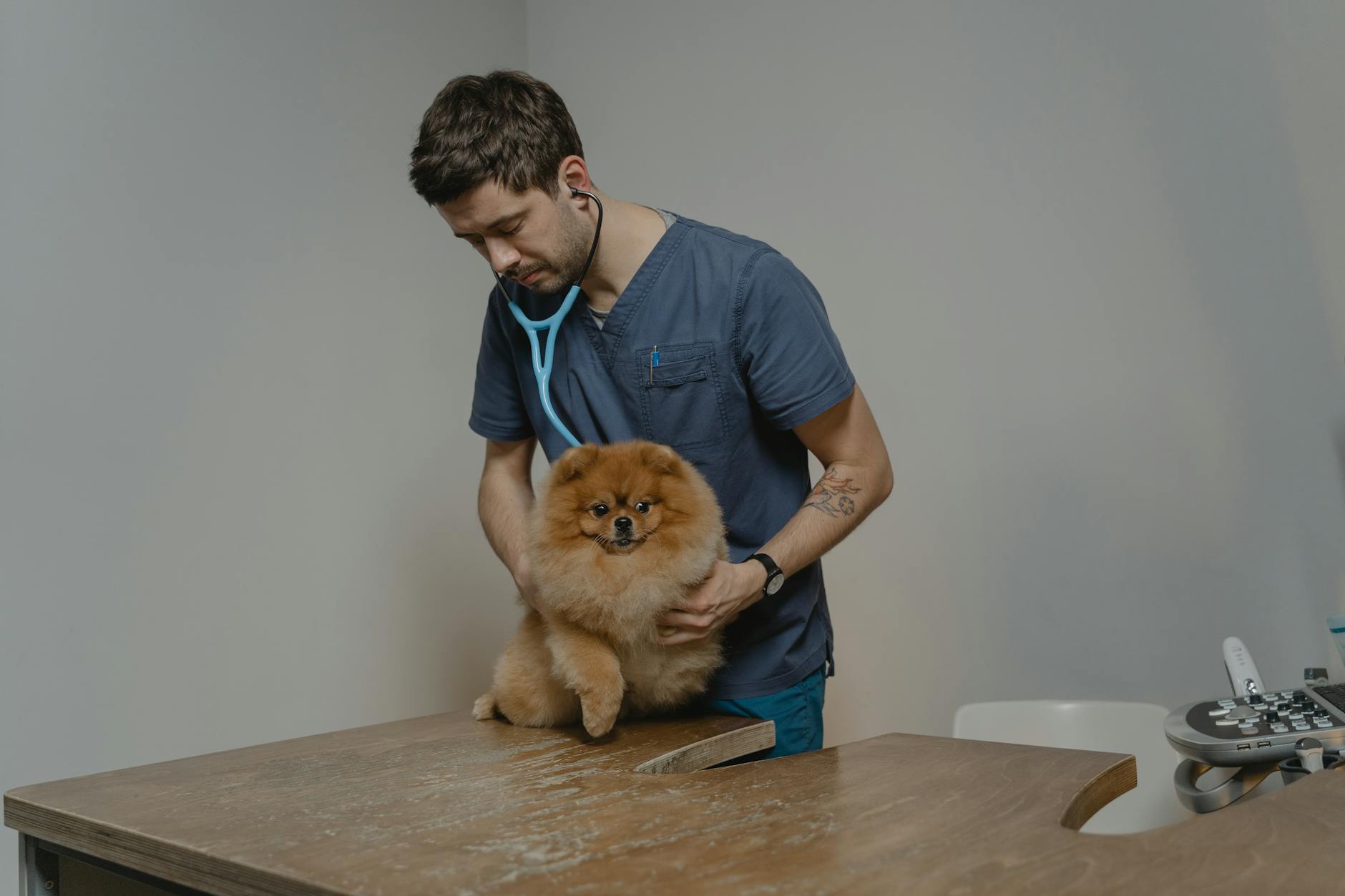 Bulldog fajtatörténelem és genetika: Melyik vonal a legegészségesebb, ha tudatos tenyésztőtől választanál kiskutyát?