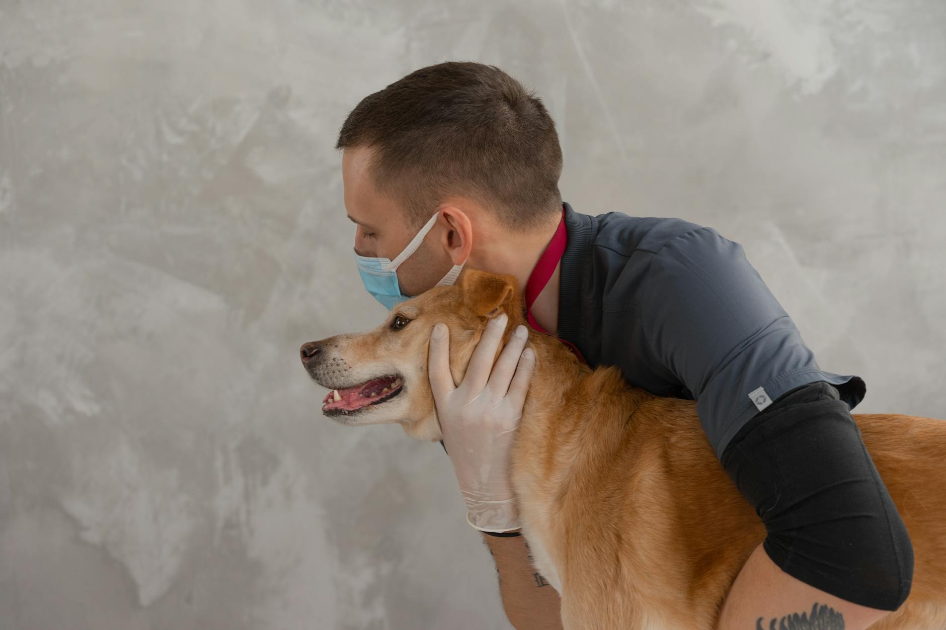 Bulldog-genetika és egészség: Milyen rejtett örökletes betegségekre szűrtess, mielőtt véglegesíted a tenyésztőt?