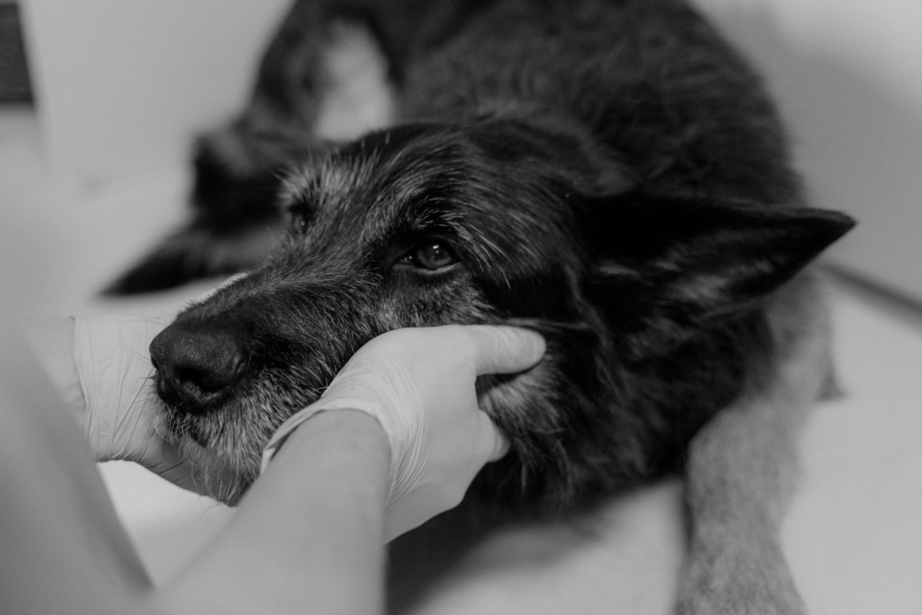 Bulldog-genetika és várható élettartam: Milyen rejtett örökletes betegségekre érdemes szűrni kölyökkorban, hogy elkerüld a későbbi százezres állatorvosi költségeket?