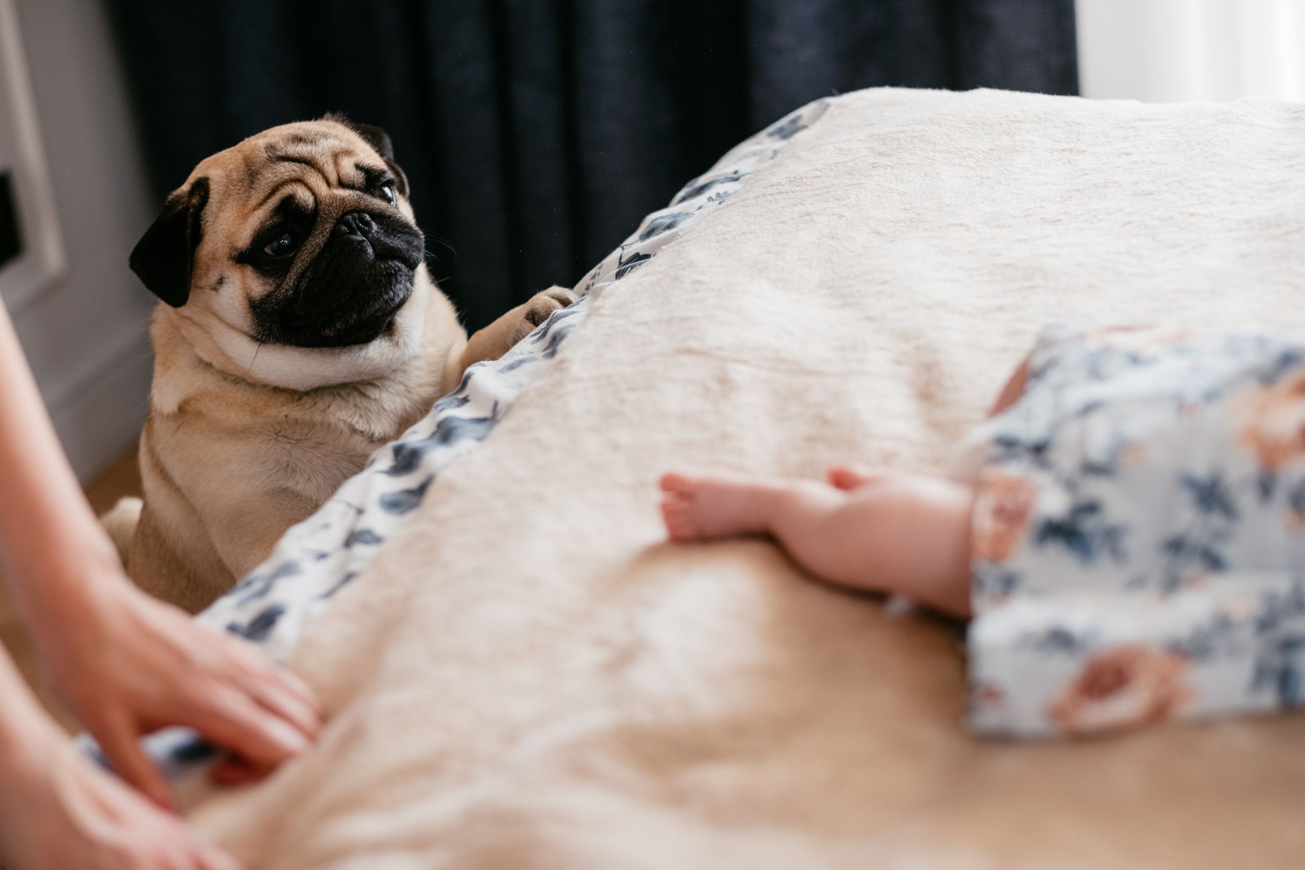 Bulldogok a családi pótkerekesek: Miért lesznek a „kerekfejűek” a legjobb barátai az újszülötteknek és mire figyelj a baba-kutya összeszoktatásnál?