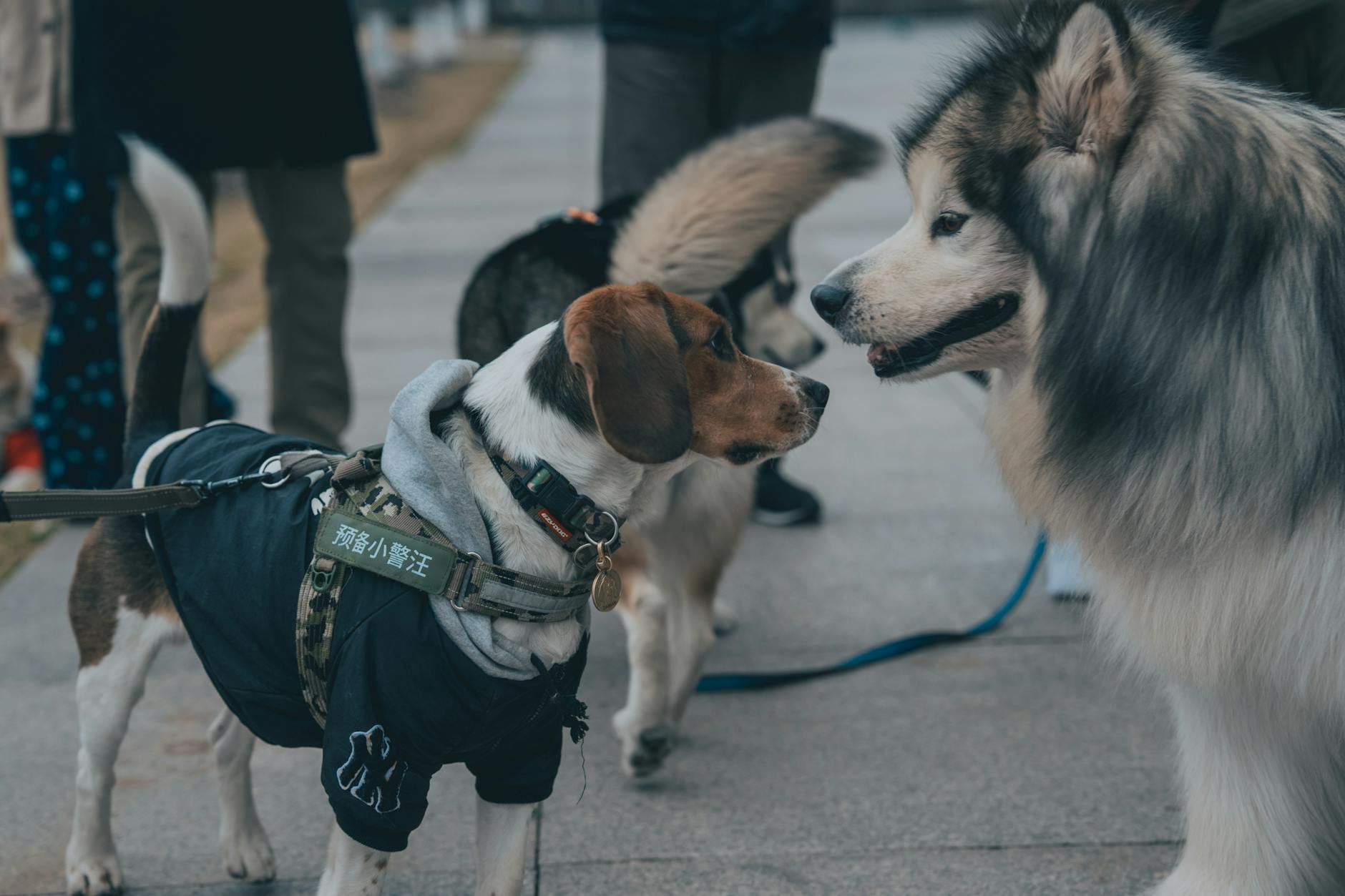 Bulldogok a képernyőn: Miért válnak sztárrá a közösségi médiában és hogyan őrizd meg a mentális egészségét, ha „influenszer kutyát” nevelsz?