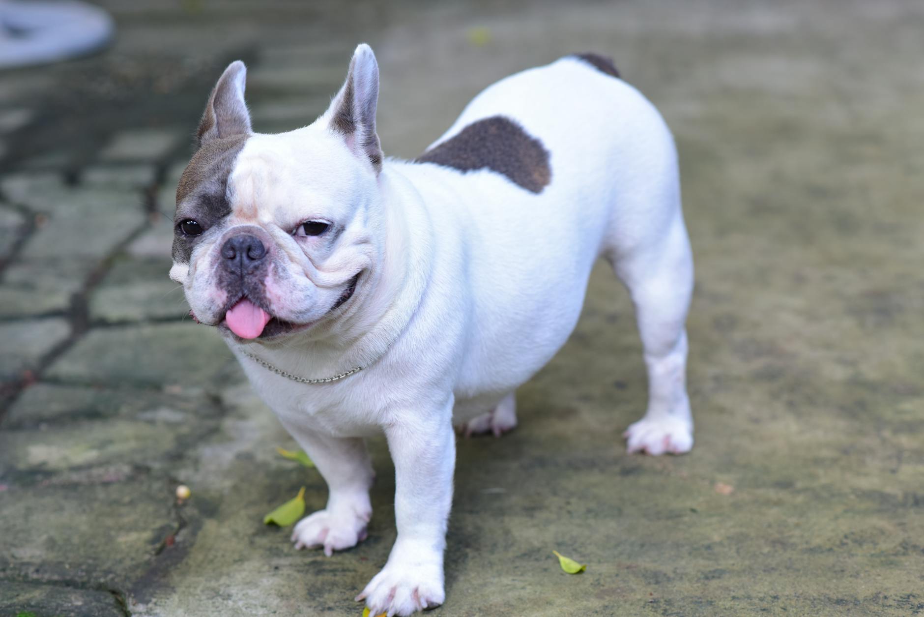 Bulldogok a lakásban: Hogyan előzd meg a bútorok szétrágását és a szeparációs szorongást, ha egyedül marad?