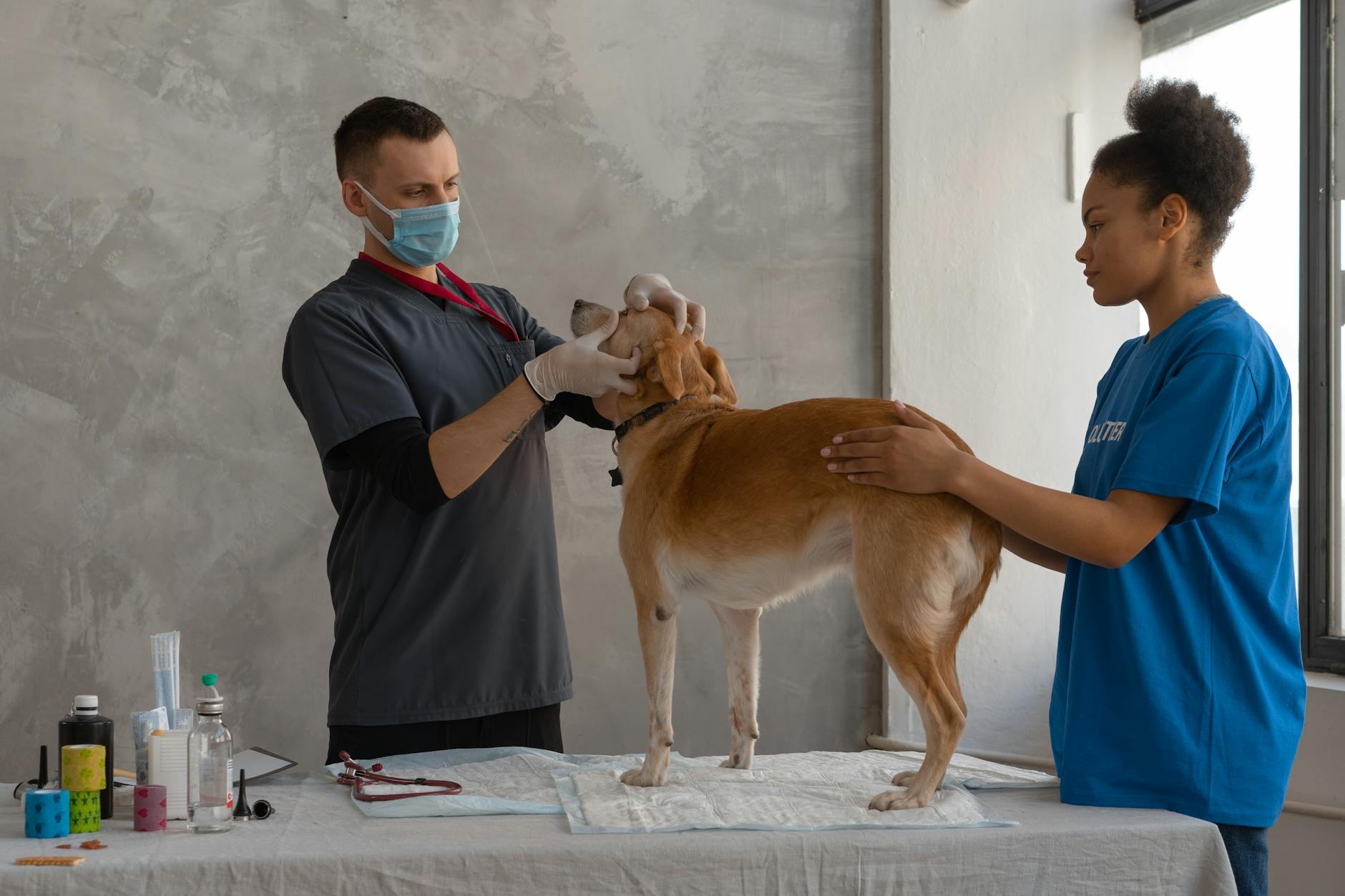 Bulldogok a lakásban: Hogyan előzd meg a jellegzetes fajtabetegségek okozta magas állatorvosi költségeket tudatos biztosítással és szűrésekkel?