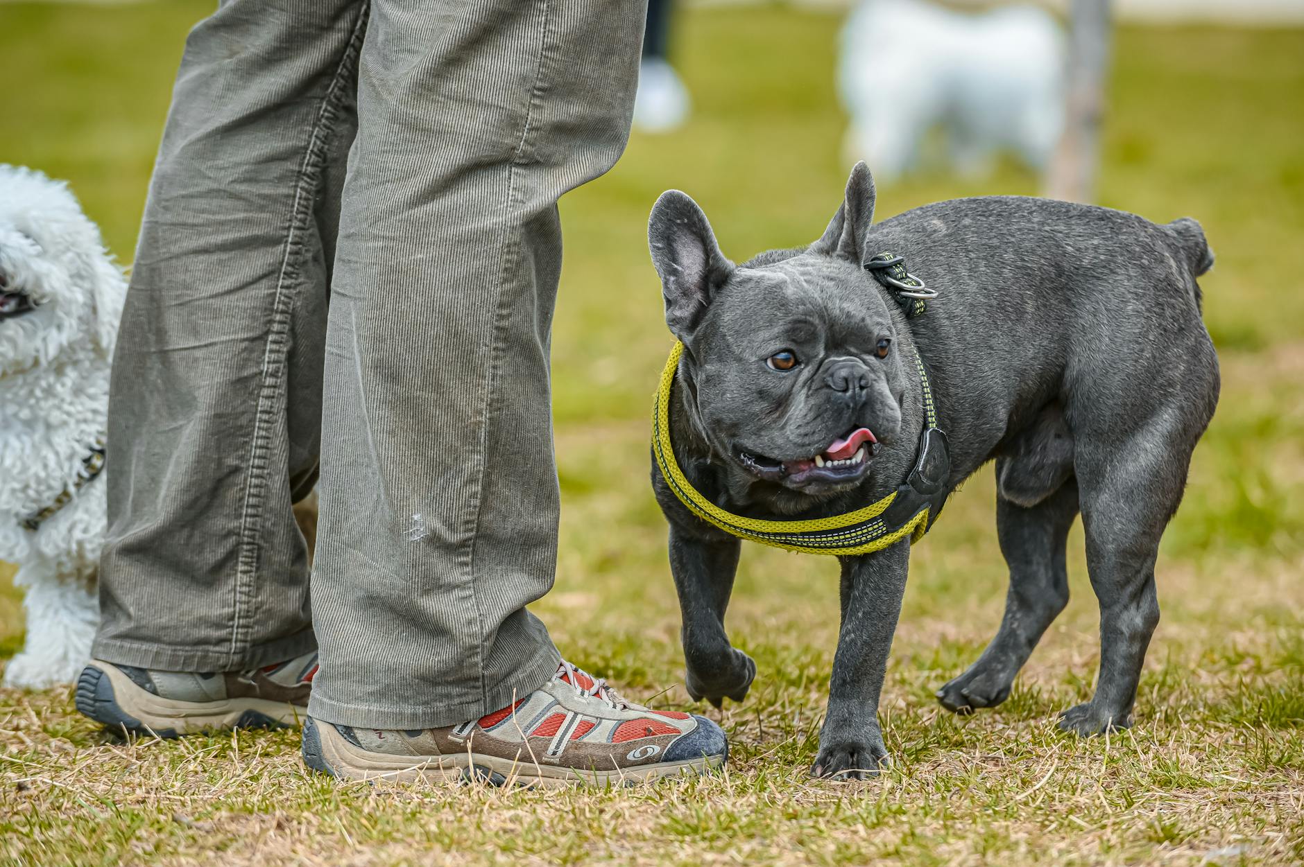 Bulldogok a lakásban: Hogyan értelmezd a kutya testbeszédét, mielőtt „félreértené” a családtagokat?