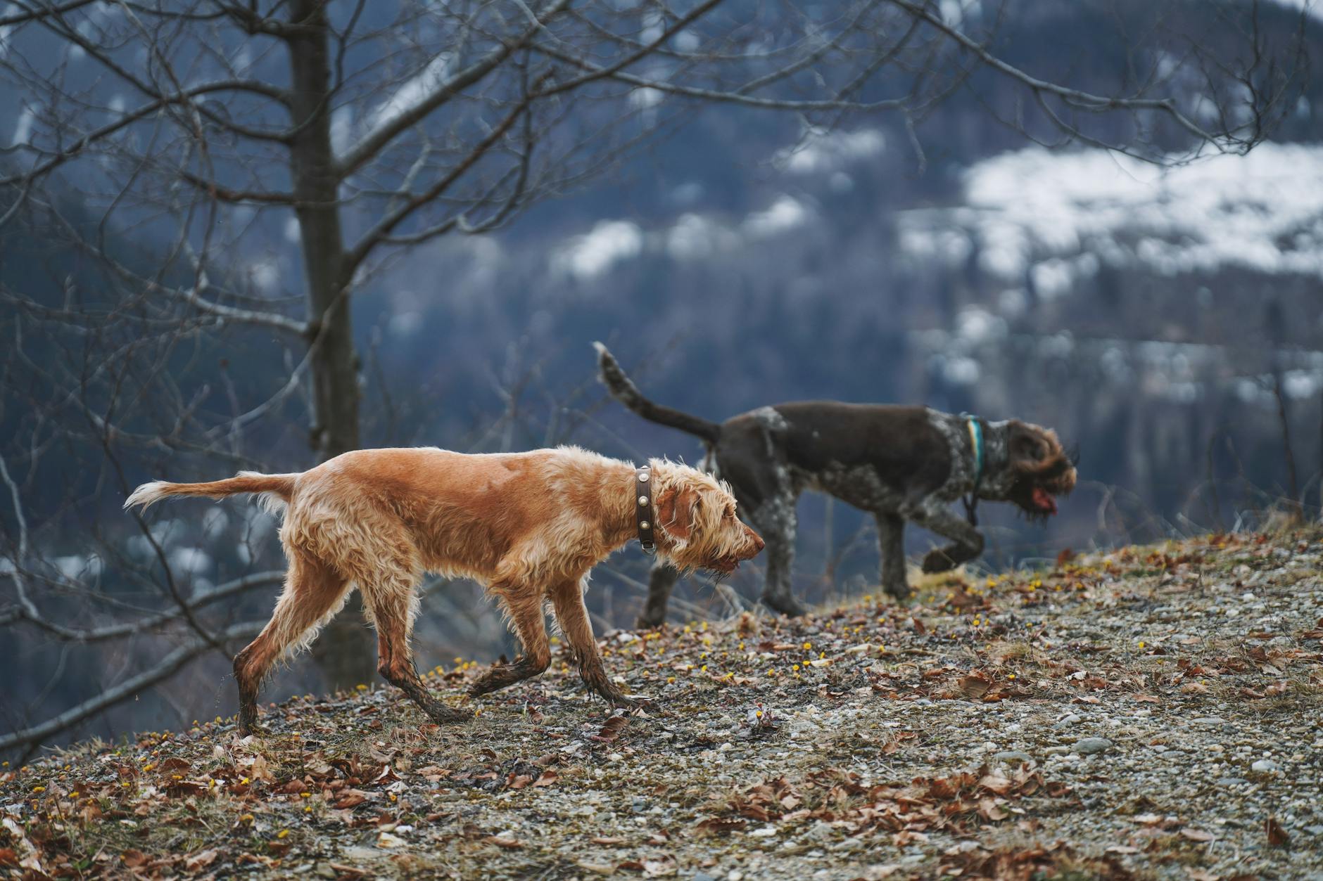 Bulldogok a lakásban: Hogyan őrizd meg a kutyád ízületeinek egészségét, ha csúszós a padló vagy lépcsőzni kell?
