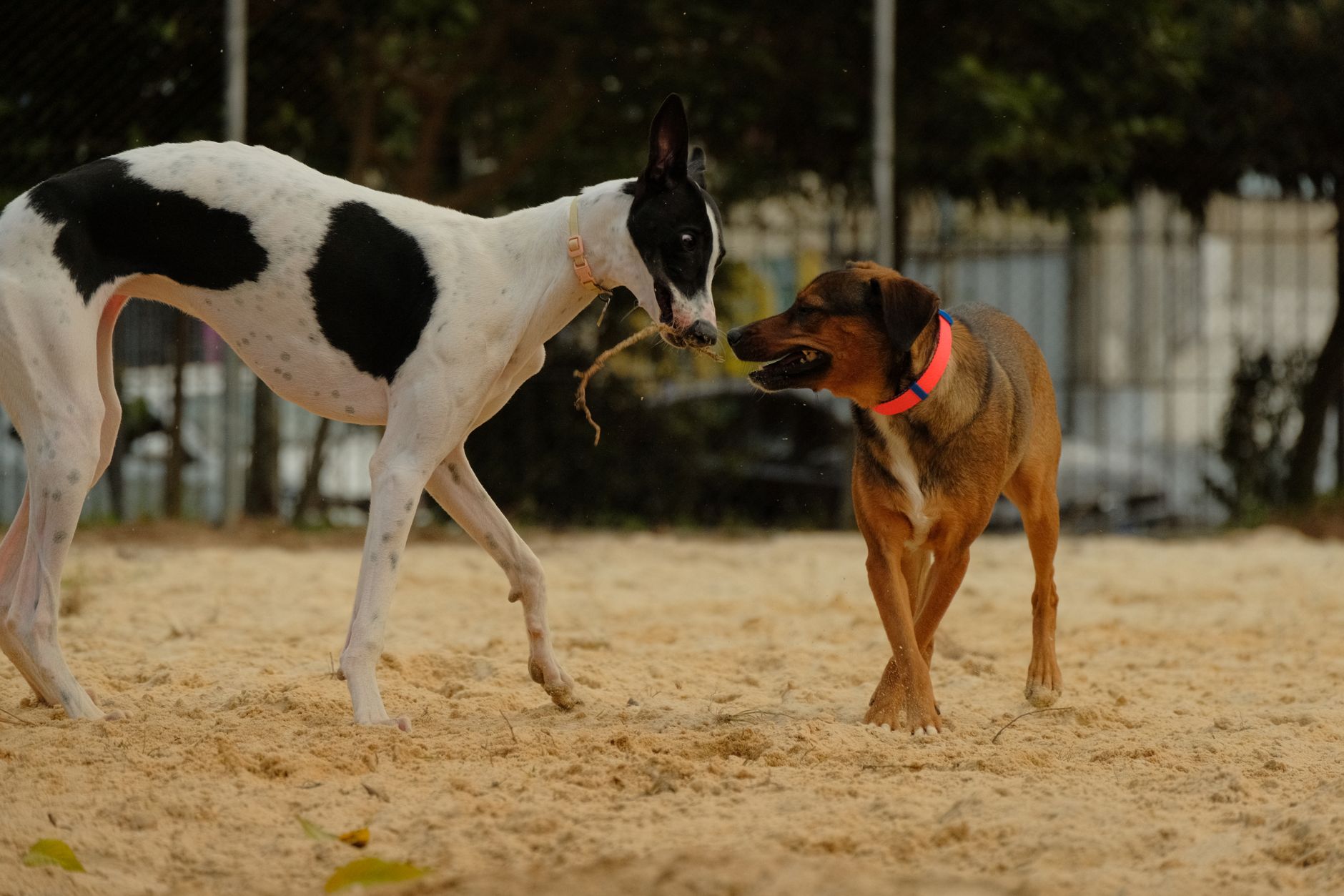 Bulldogok a parkban: Így olvasd ki a testbeszédét, amikor kerüli a konfliktust