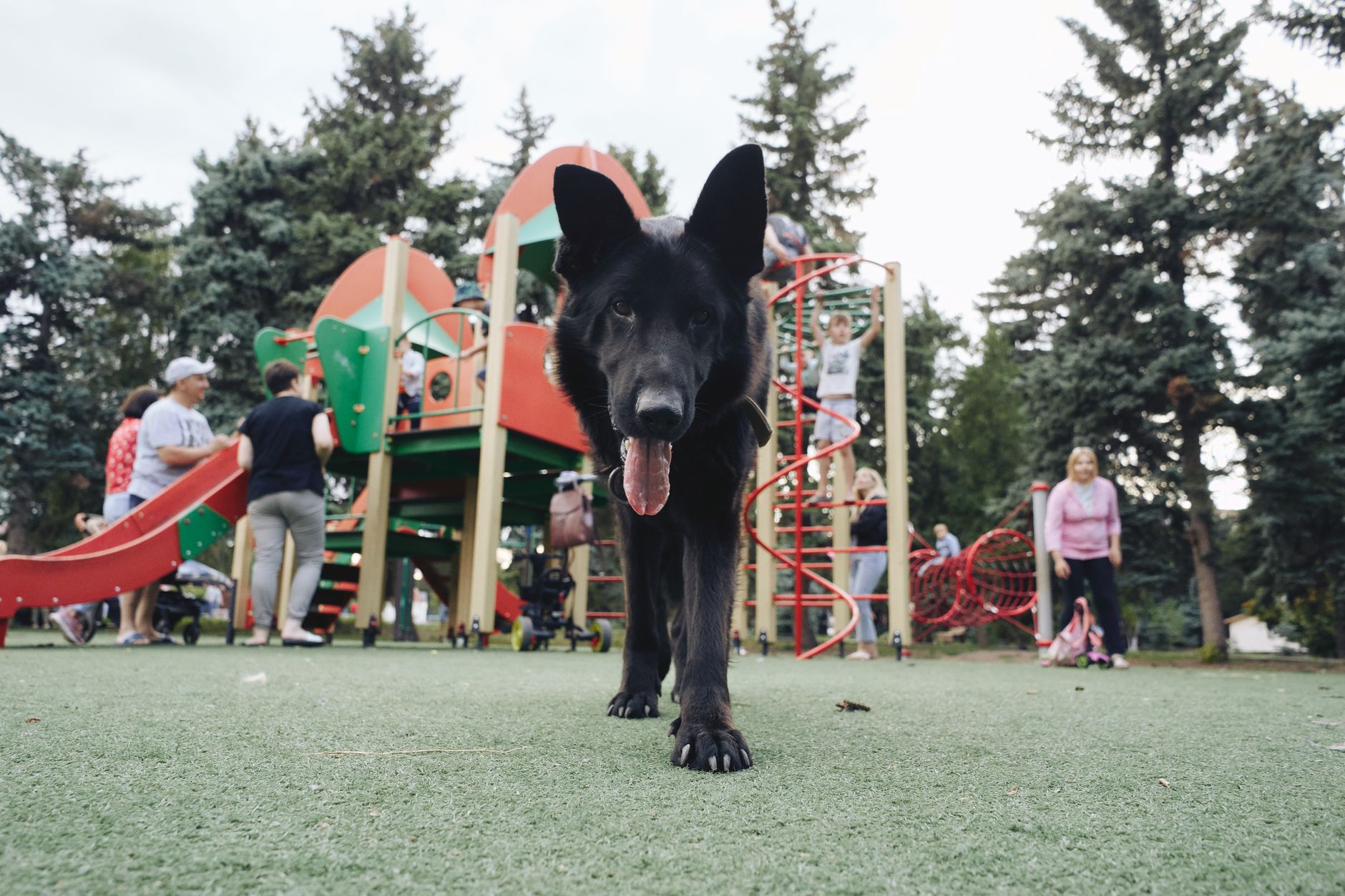 Bulldogok a társadalmi életben: Hogyan értsd meg kutyád testbeszédét, hogy elkerüld a konfliktusokat más kutyákkal a kutyafuttatóban?