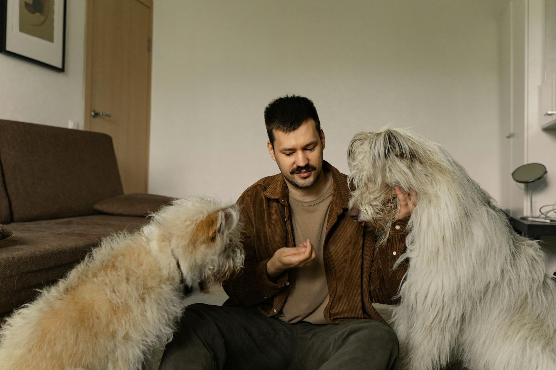 Bulldogok a társadalmi életben: Milyen jelek utalnak arra, hogy a kutyád túlpörög az idegenek között, és hogyan tanítsd meg neki a nyugodt „köszönést”?