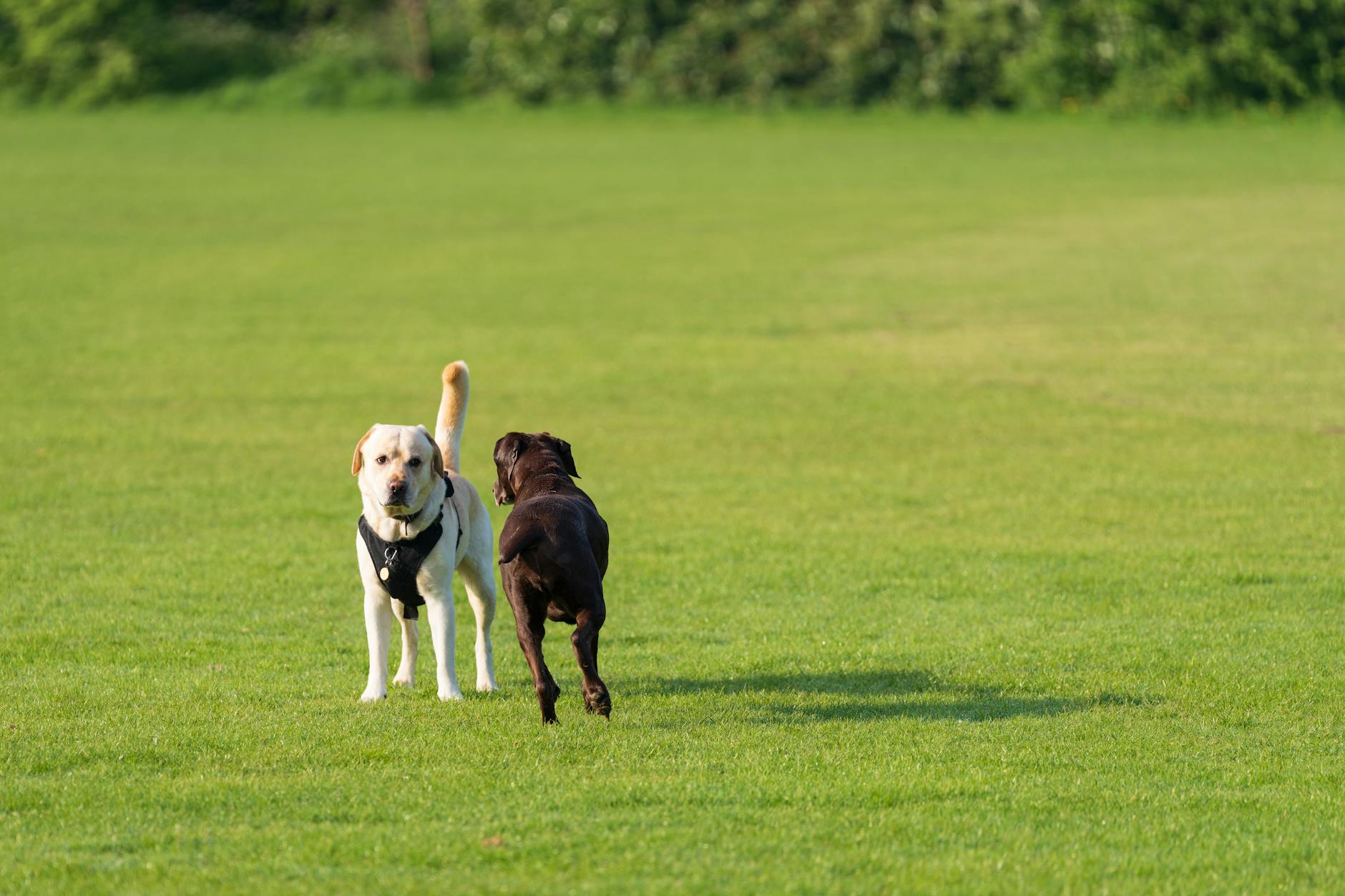 Bulldogok a társadalmi életben: Milyen jelekből tudhatod, hogy kutyád igazán jól érzi magát más négylábúak társaságában a kutyaparkban?