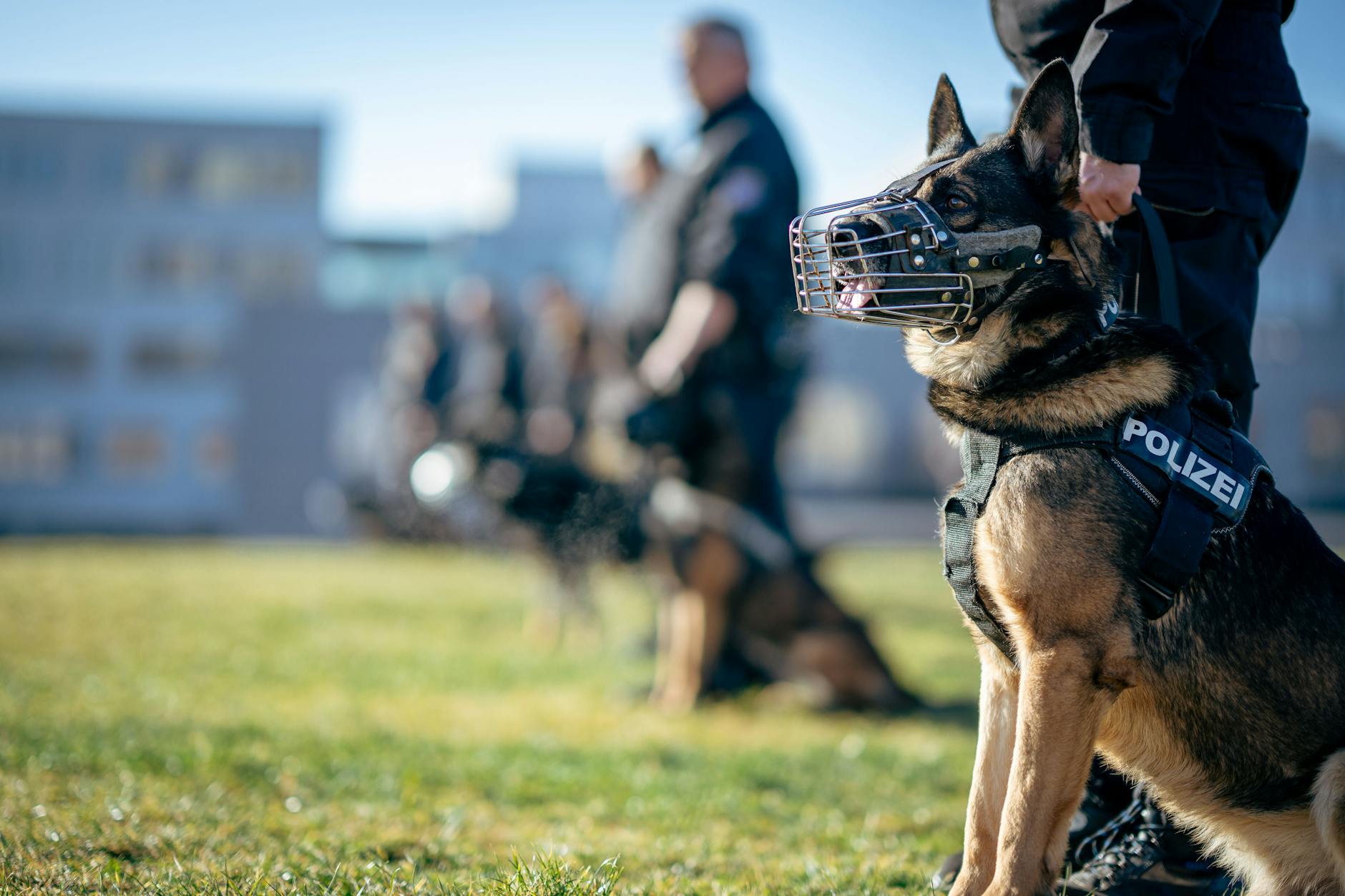 Bulldogok a társadalom szemében: Milyen jogok illetik meg a segítőkutyaként szolgáló bulldogokat és hogyan kaphatnak hivatalos minősítést?