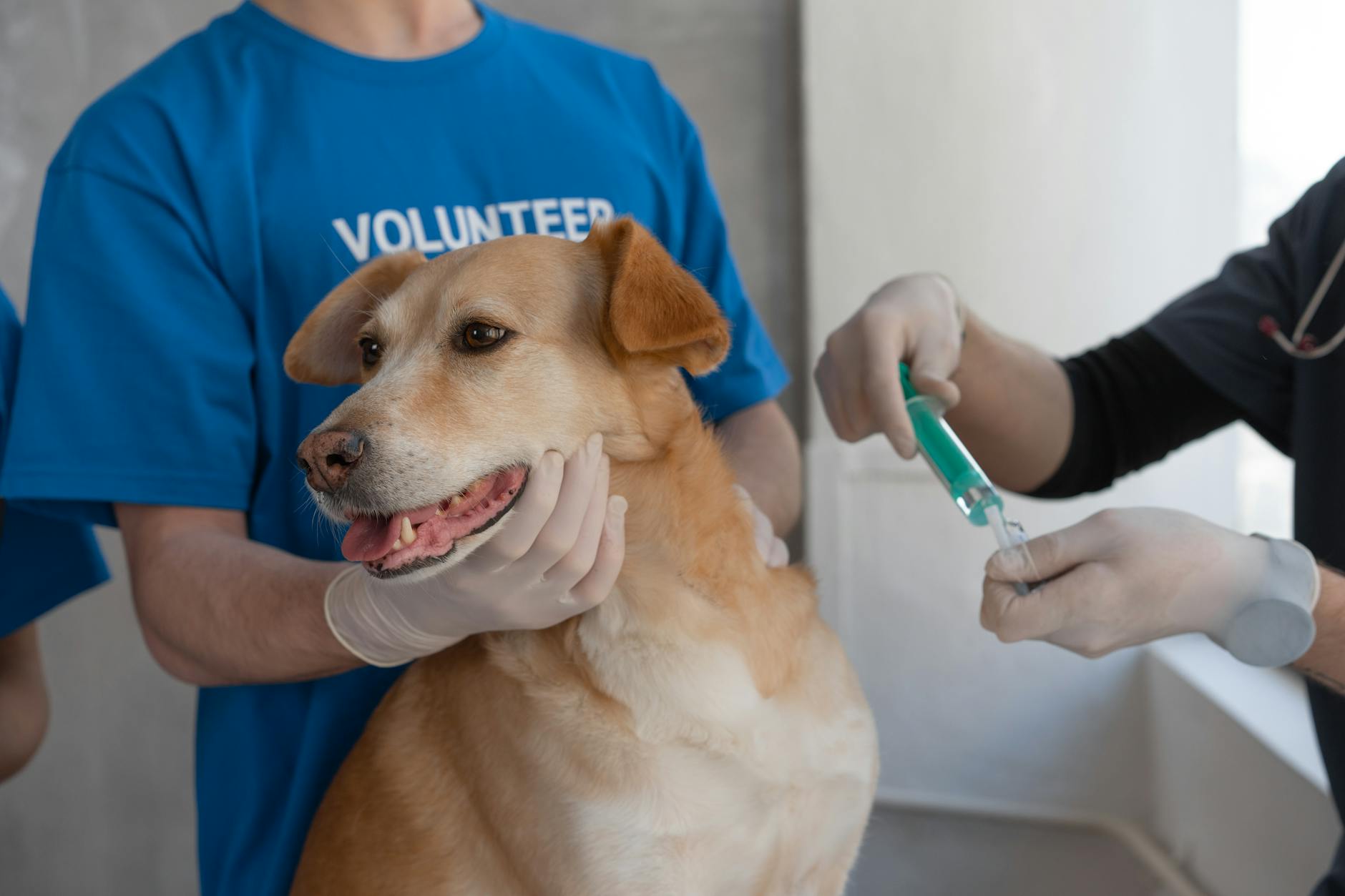 Bulldogok az életmódváltásban: Így ismerd fel a fajtaspecifikus ízületi problémákat és védd meg kedvenced mozgásszervrendszerét az időskori mozgáskorlátozottságtól
