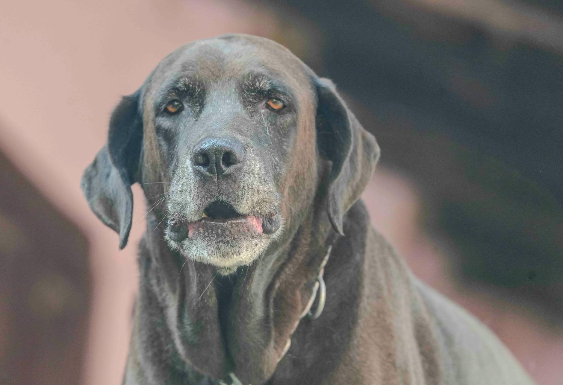 Bulldogok az idősek otthonában: Hogyan válaszd ki a tökéletes terápiás társat, ha nyugdíjas éveidre keresel négylábú barátot?