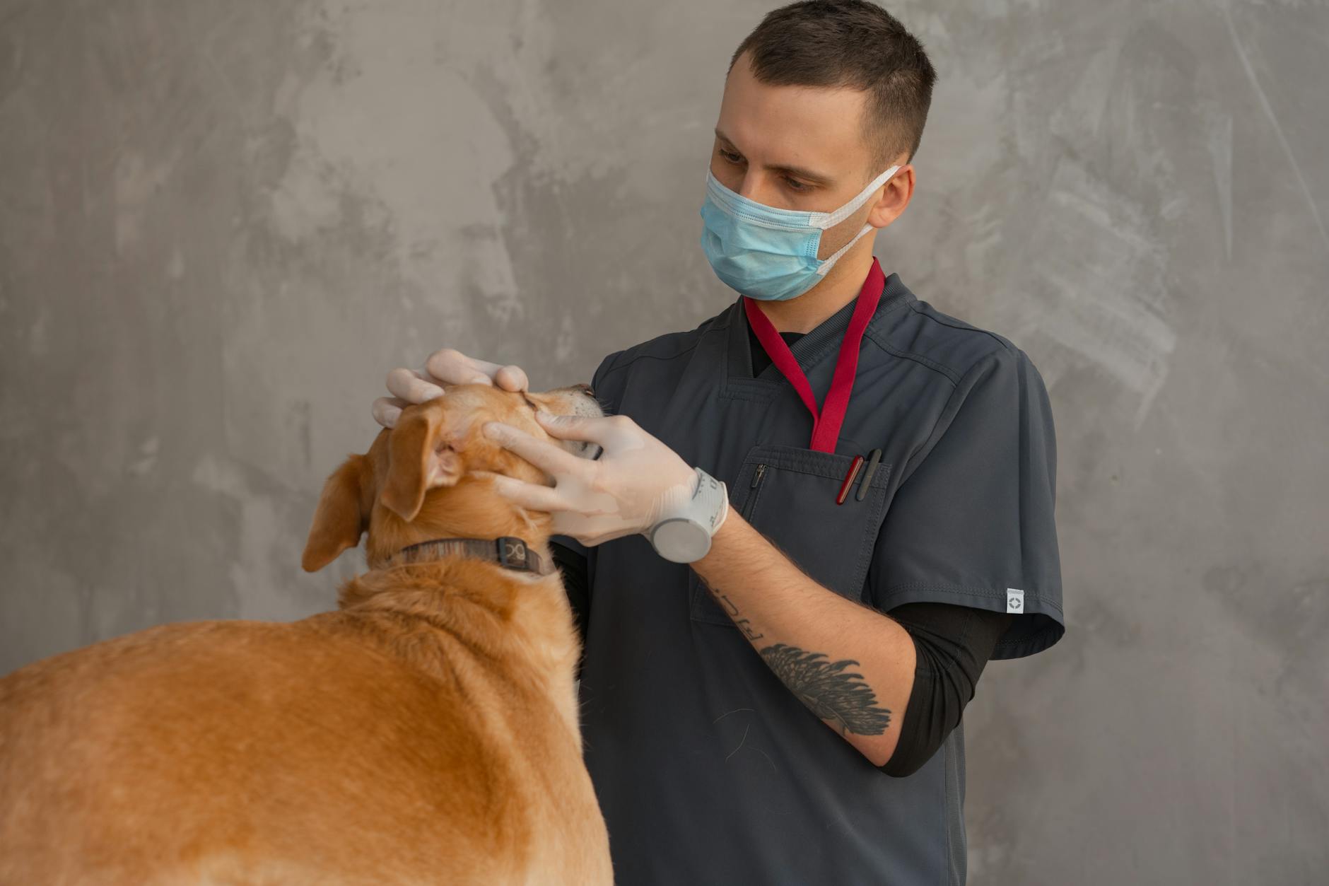 Bulldogok és a nyelv nyelvezete: Mire utalhat a kutyád szájából érkező furcsa szag és mikor jelez komoly egészségügyi problémát?