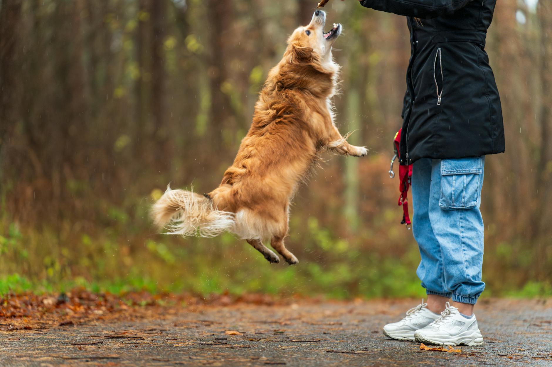 Bulldogok és a testbeszéd titkai: Mit üzen a kutyád, amikor elfordítja a fejét?