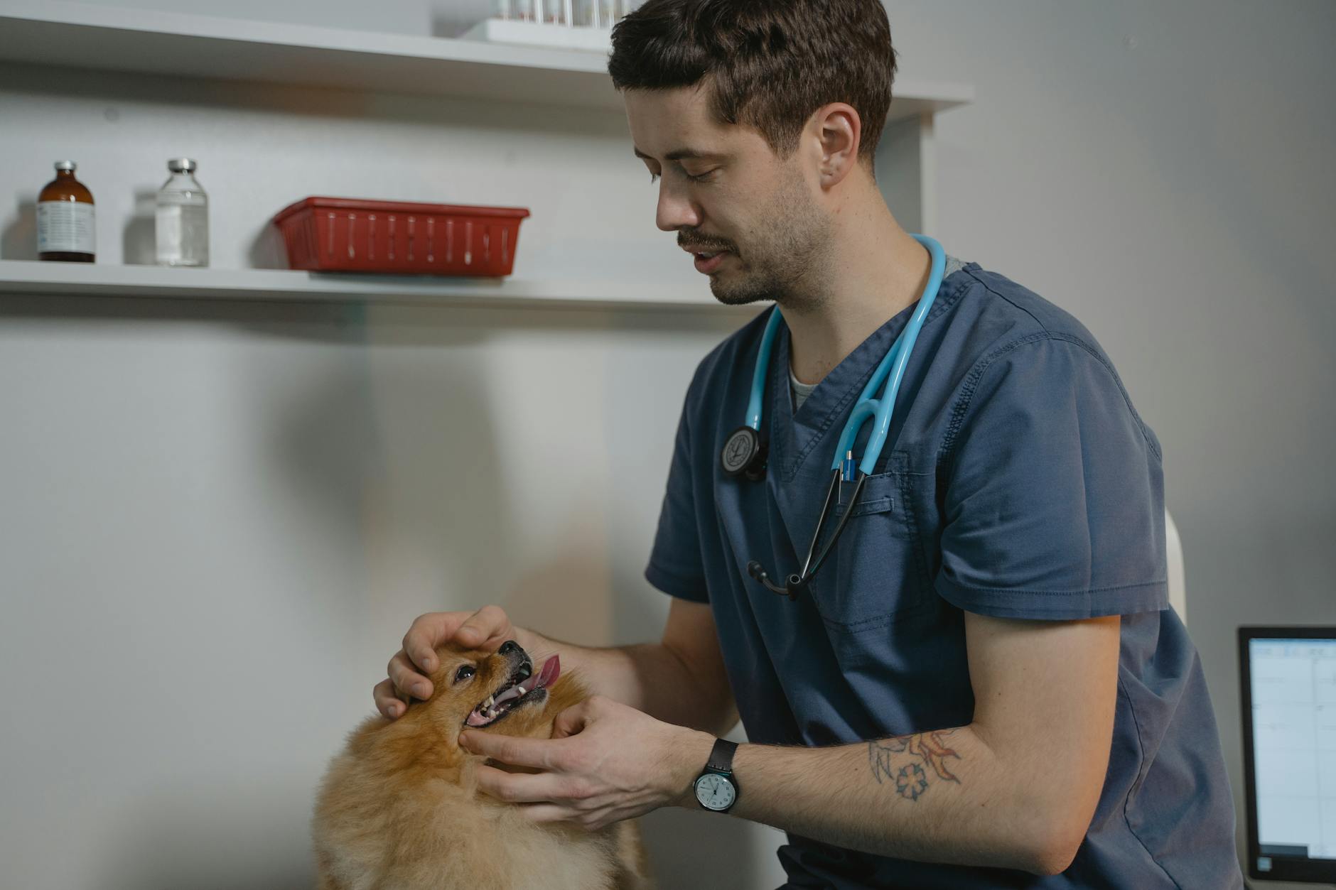 Bulldogok titkos nyelve: Így fejtsd meg kedvenced testbeszédét, hogy pontosan tudd, mikor kér segítséget és mikor csak akaratoskodik